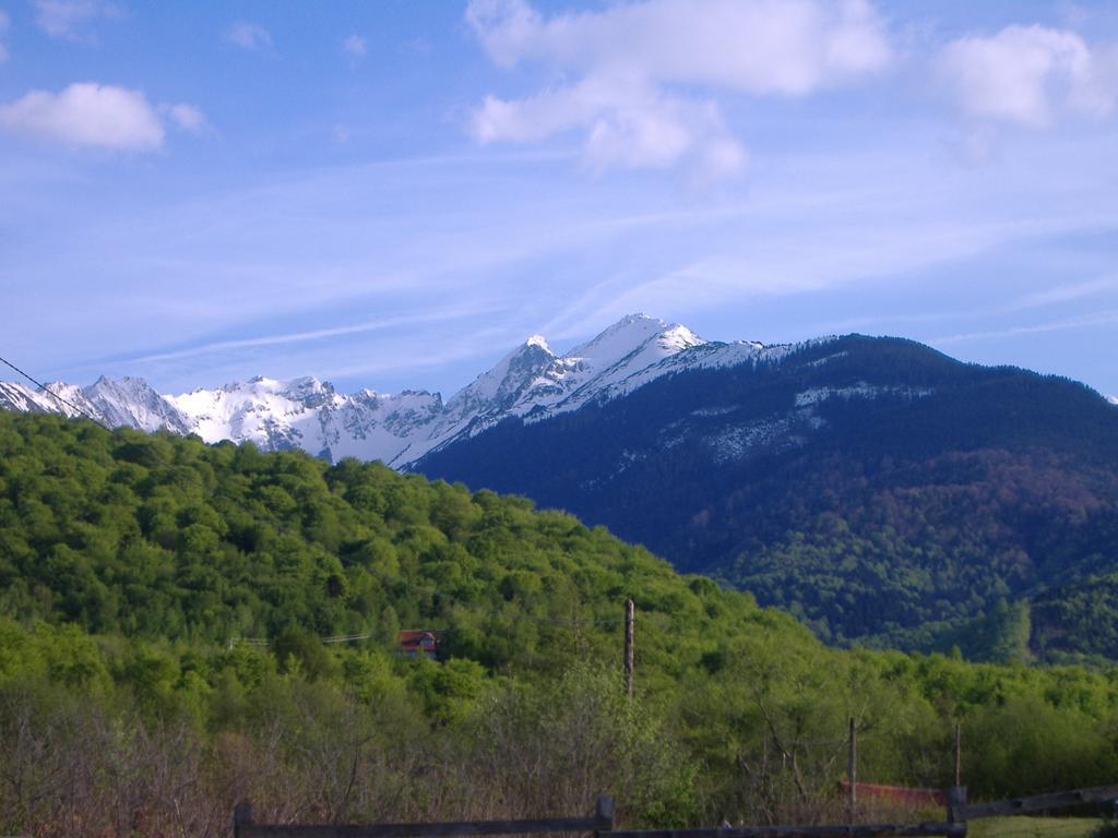 Pensiunea Arpasel Arpaşu de Sus Buitenkant foto